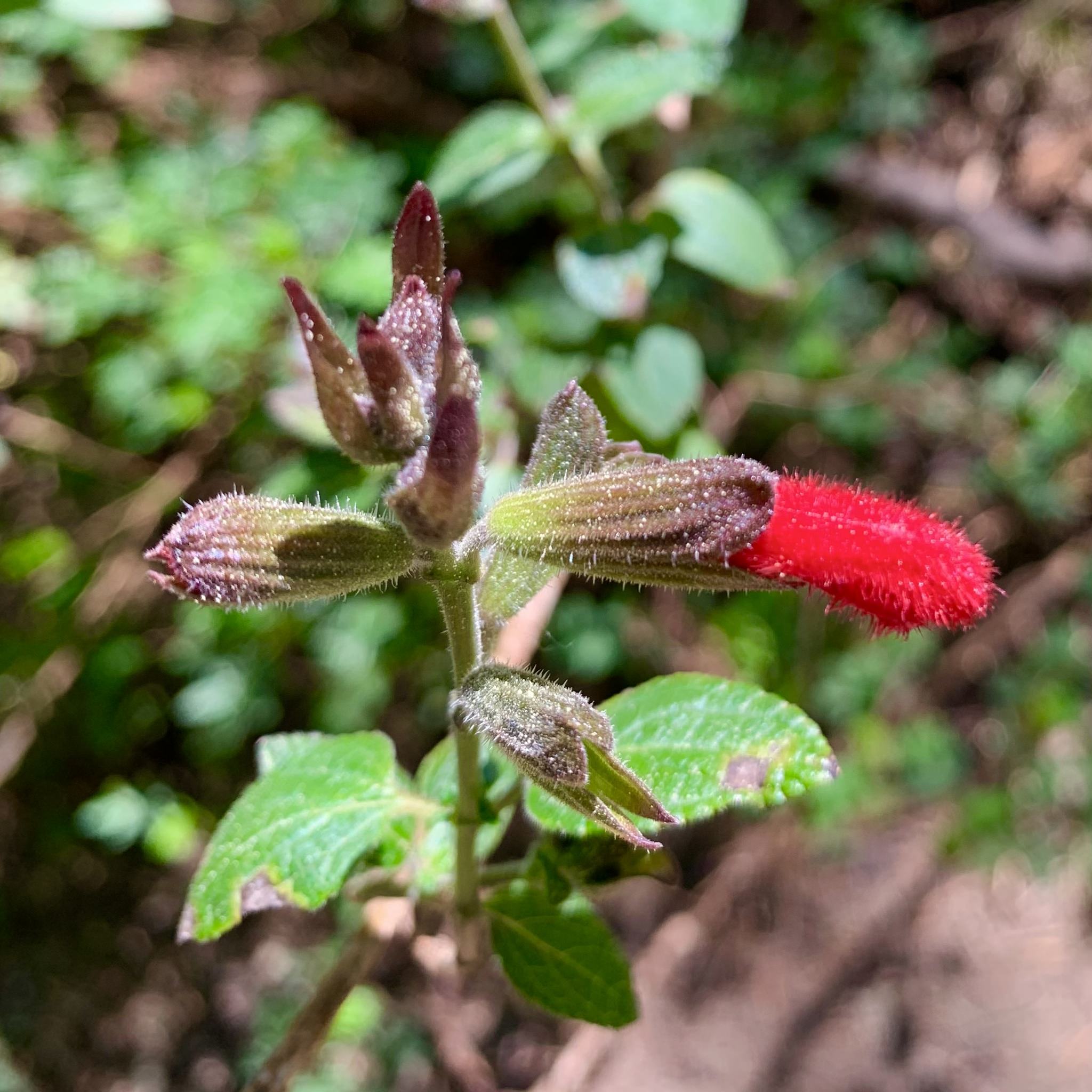 Salvia fulgens